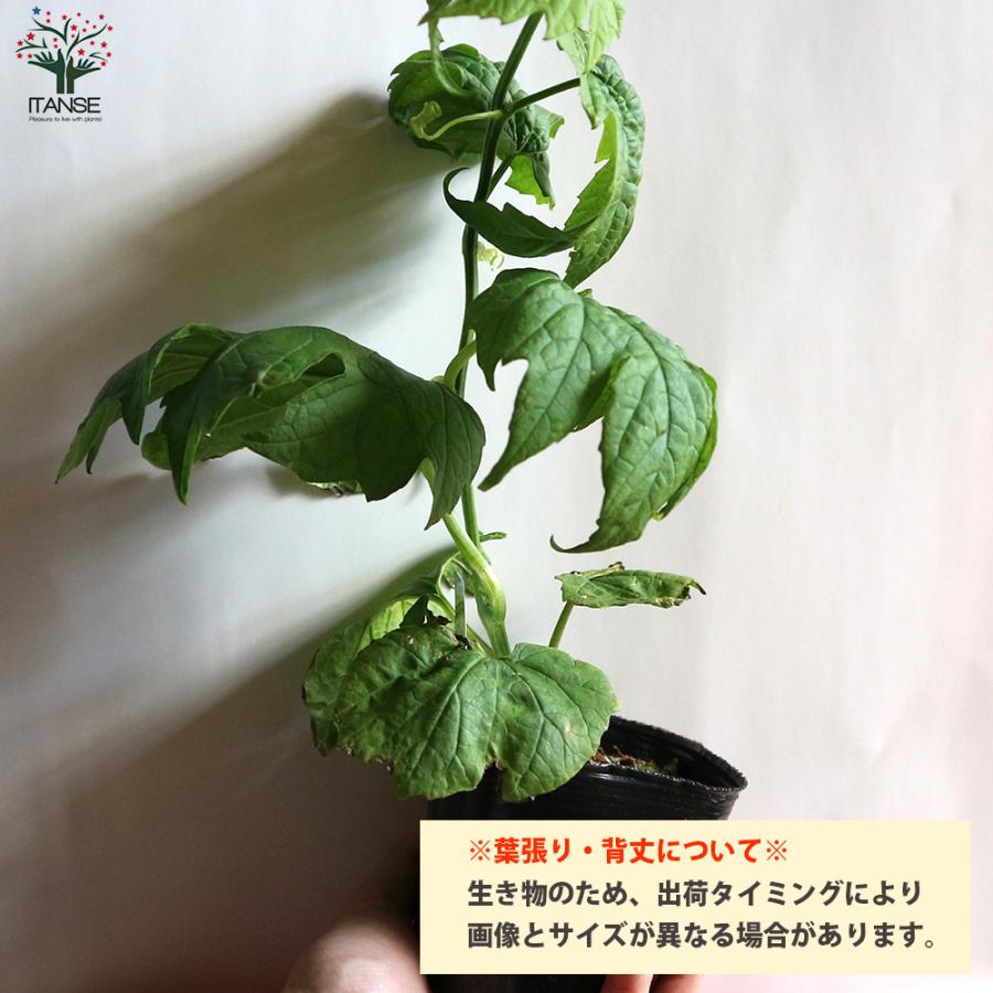 ITANSE ゴーヤの苗 ビッグゴーヤ ライトグリーン 野菜の苗 自根苗 10.5