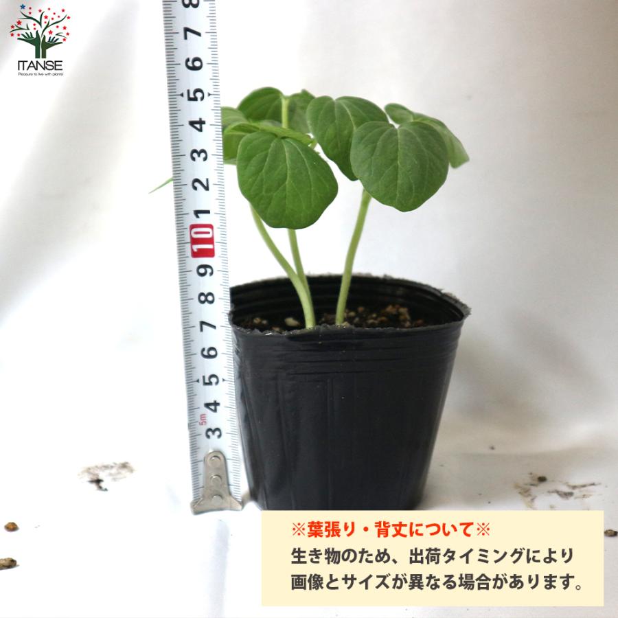最大56 Offクーポン オクラの苗 すずなり5角オクラ 野菜の苗 自根苗 10 5cmポット お買い得8個セット 人気 家庭菜園 簡単栽培 収穫 送料無料 Aynaelda Com