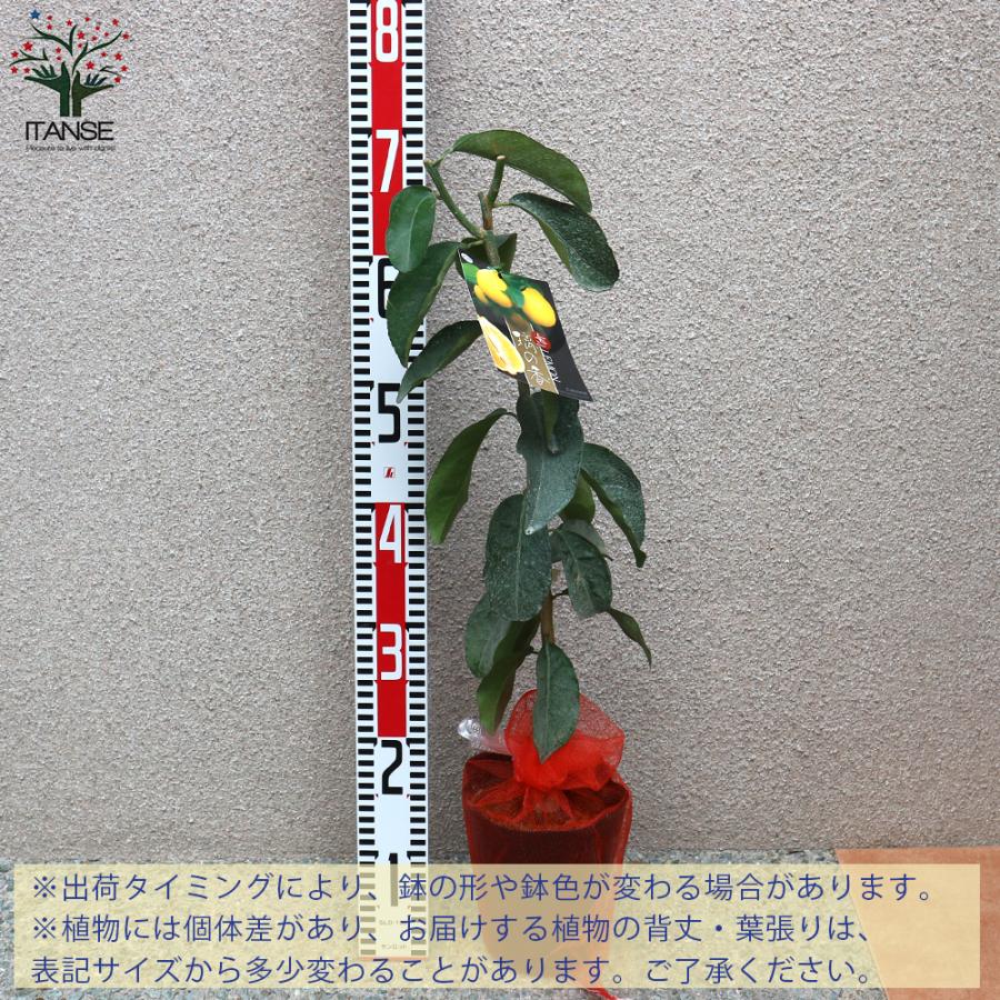 ITANSE レモンの苗木 璃の香(りのか) 果樹の苗木 接木苗 4〜5号ポット