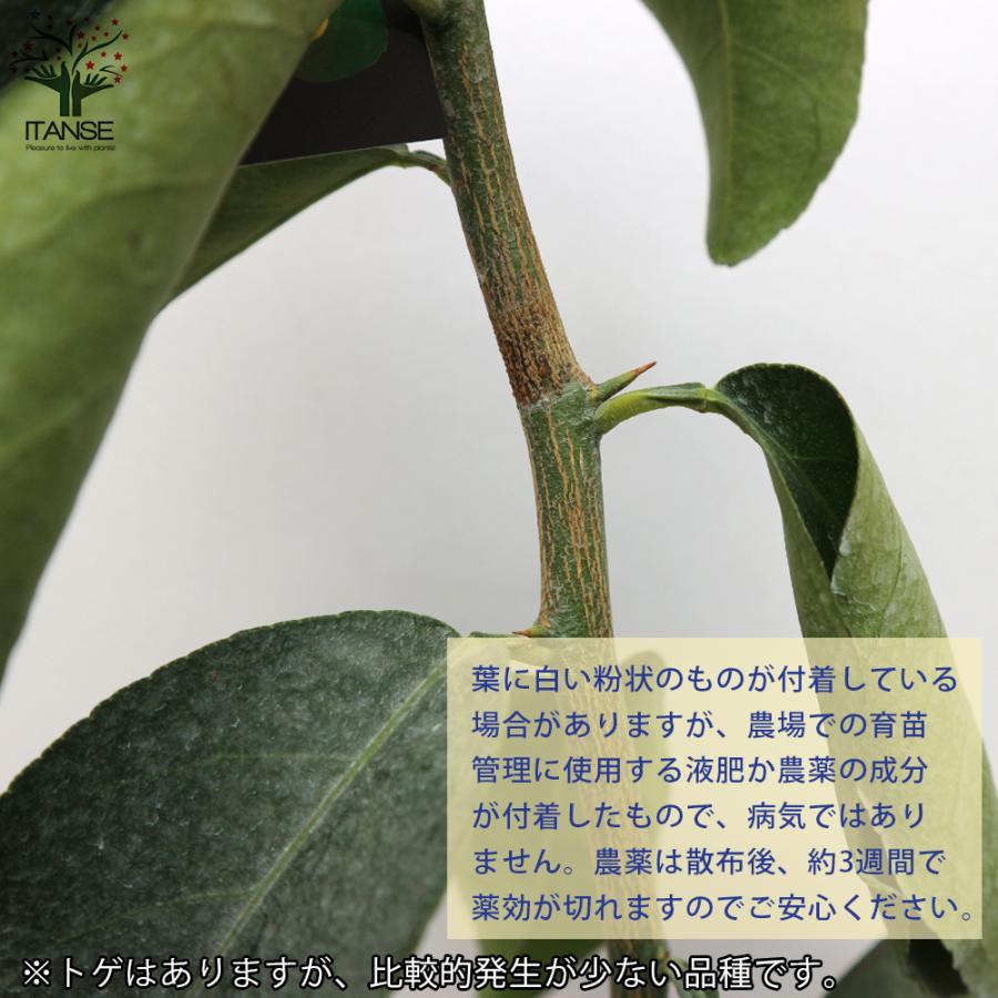 ITANSE レモンの苗木 璃の香(りのか) 果樹の苗木 接木苗 4〜5号ポット