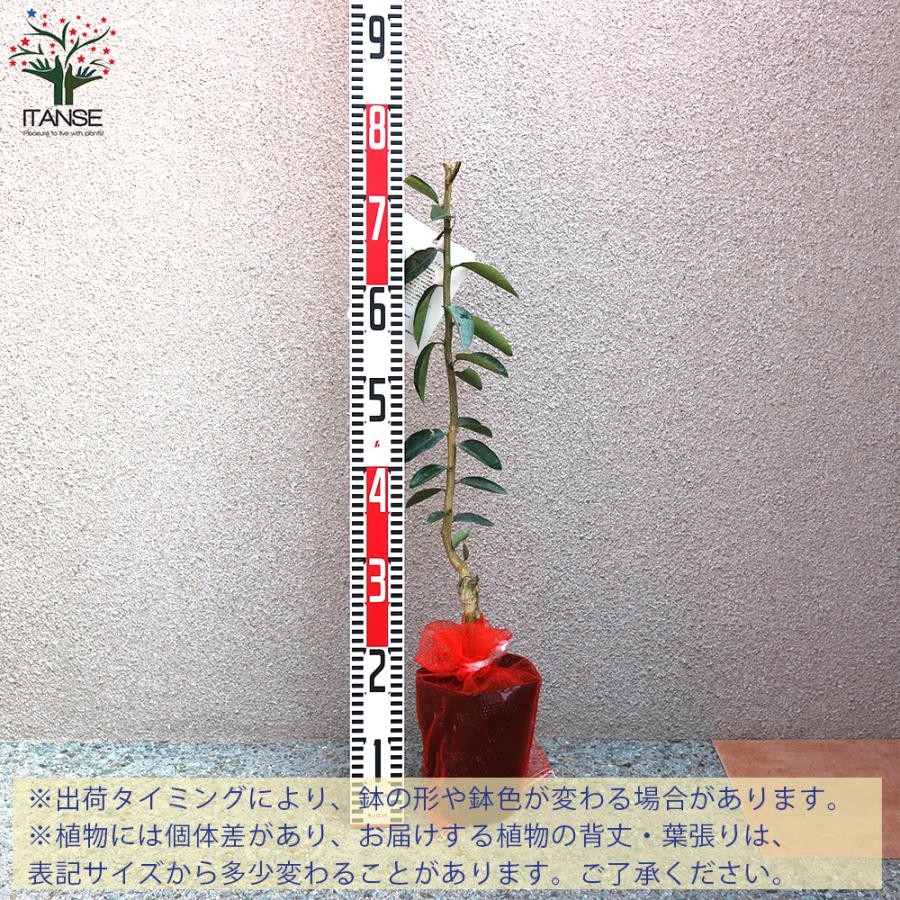 ITANSE キンカンライム 果樹の苗木 接木苗 5号ポット 1個売り 果樹