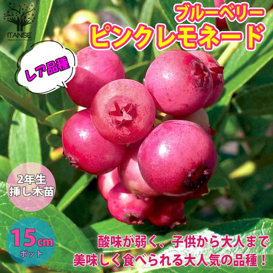 ブルーベリーの苗木 ピンクレモネード 果樹の苗木 挿木苗 5号鉢 1個売り