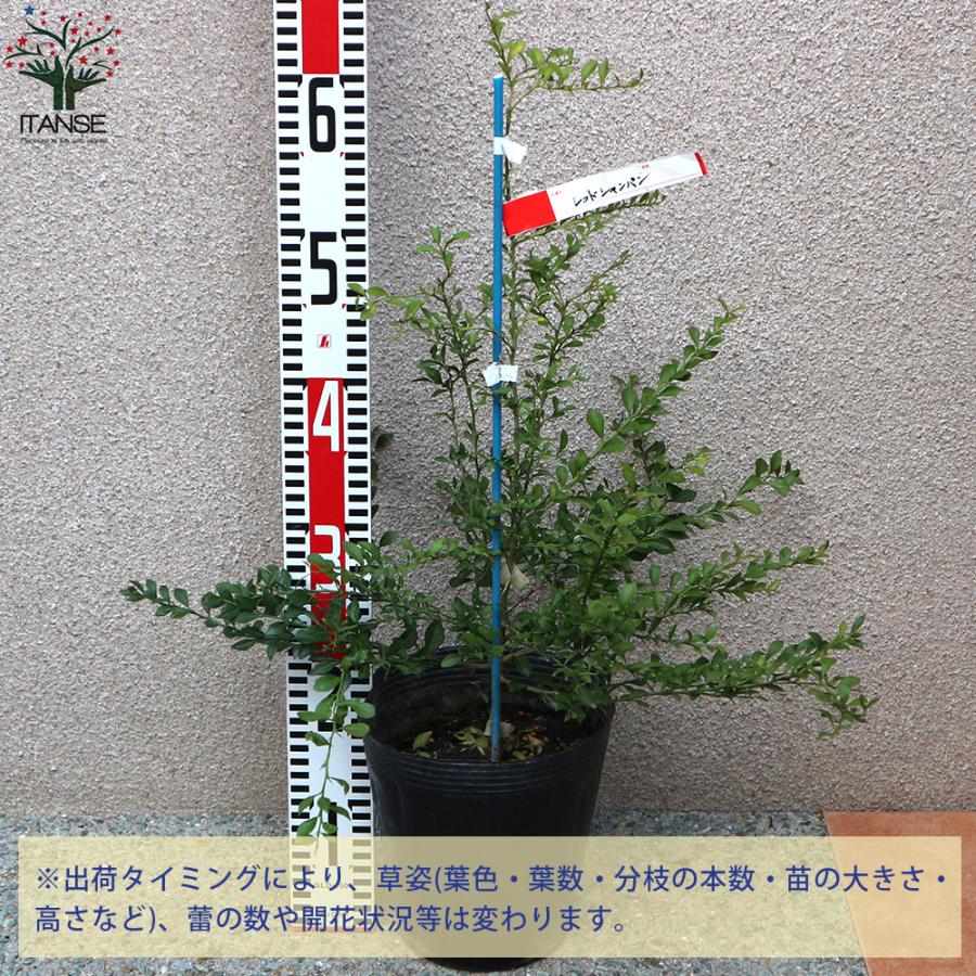 超美品 フィンガーライムの苗 レッドシャンパン 果樹の苗木 接木苗 18cmポット大苗 1個売り 果樹 果物 栽培 園芸 ガーデニング 送料無料 Nae 野菜苗 植物 青果物販売のitanse 通販 Yahoo ショッピング 驚きの安さ Pa Indramayu Go Id