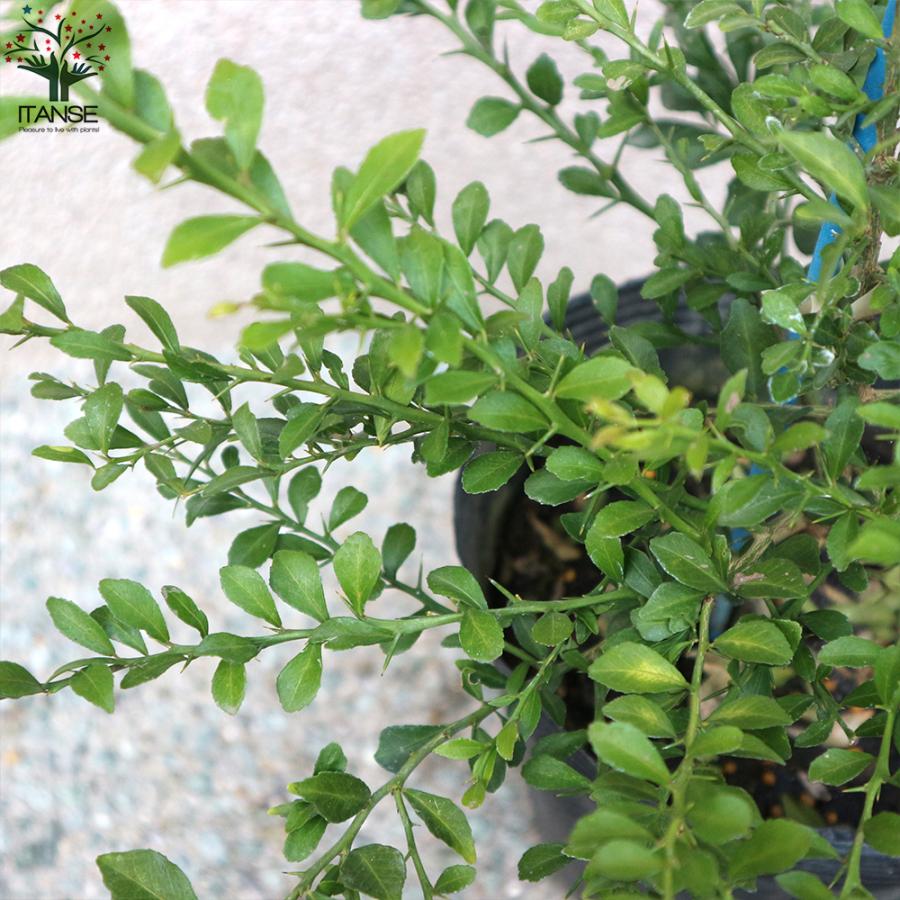 4年生 フィンガーライム接木苗／苗 果実肥大中 樹高70cm 5号鉢 果樹