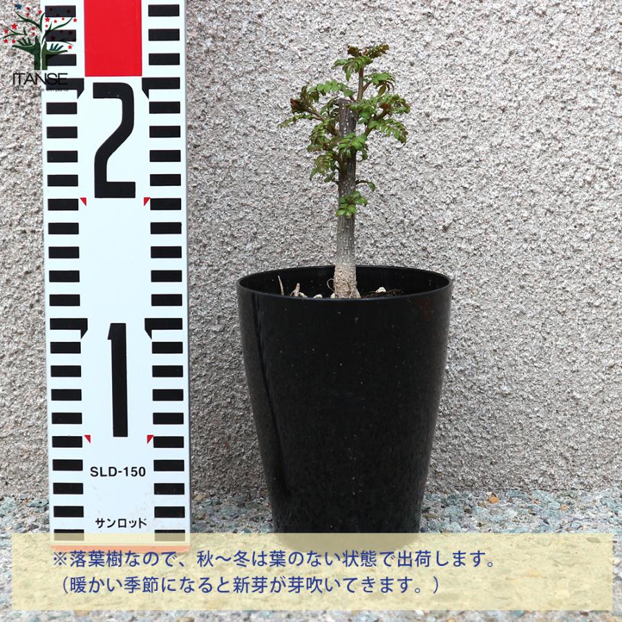山椒の苗木 葉山椒 ハザンショウ 果樹の苗 3 3 5号ポット苗 1個売り 果樹 果物 栽培 趣味 園芸 ガーデニング 送料無料 Nae 野菜苗 植物 青果物販売のitanse 通販 Yahoo ショッピング