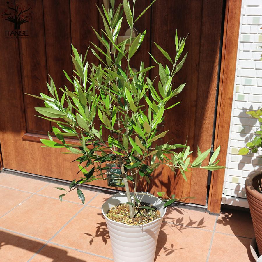 送料無料 オリーブの苗木 品種 ルッカ 8号スタンド仕立て黒鉢 果樹の苗木