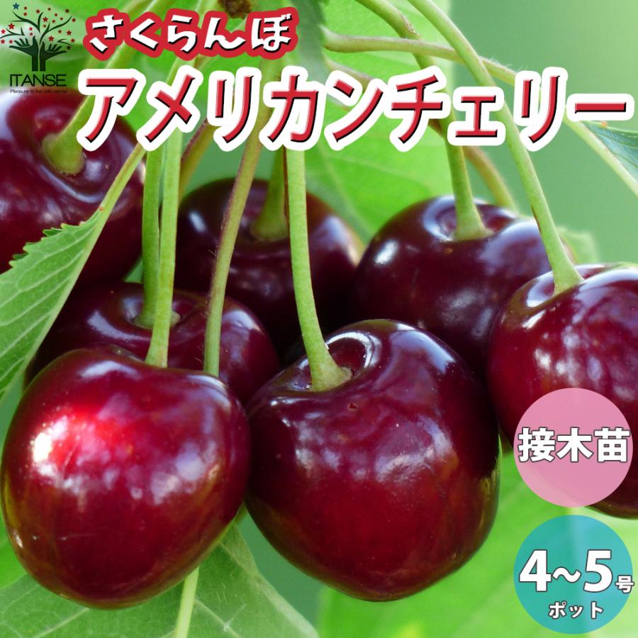 ITANSE さくらんぼの苗木 アメリカンチェリー 果樹の苗木 1年生 接木苗