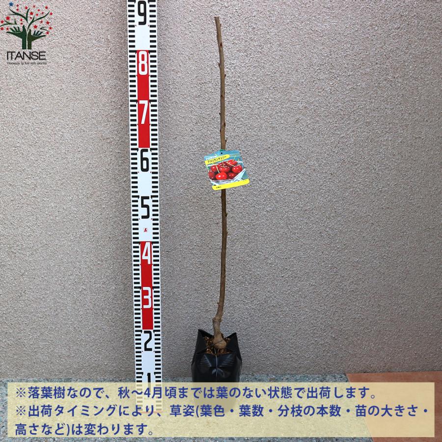 ITANSE さくらんぼの苗木 アメリカンチェリー 果樹の苗木 1年生 接木苗