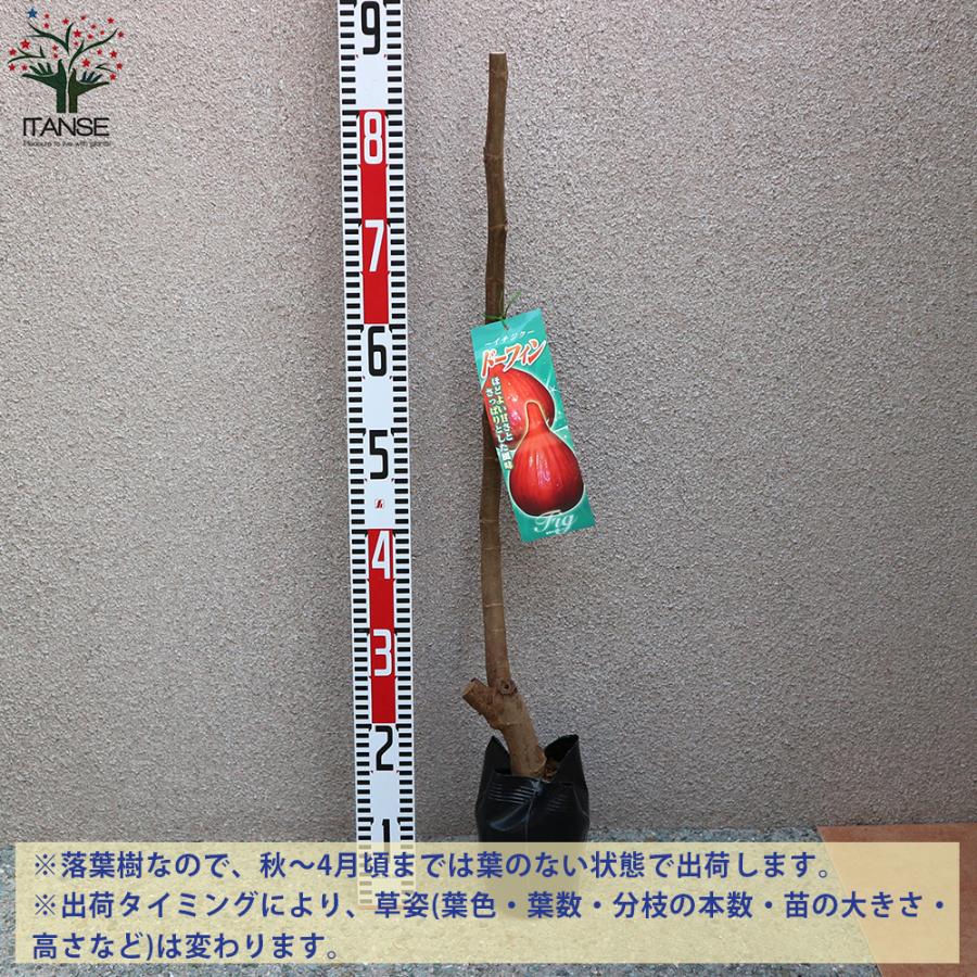 宅配便送料無料 イチジクの苗木 ドーフィン 果樹の苗木 12 15cmポット 1年生挿木苗 1個売り 果樹 果物 栽培 趣味 園芸 ガーデニング 送料無料