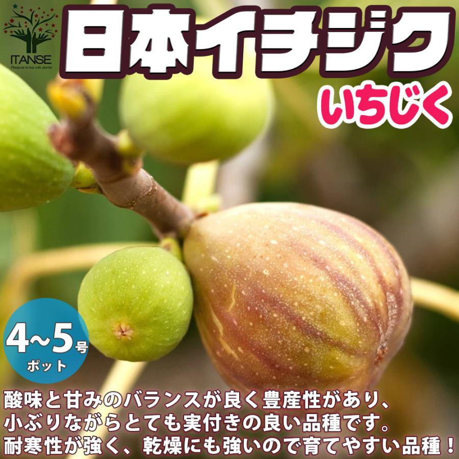 ITANSE イチジクの苗木 日本イチジク 果樹の苗木 12〜15cmポット