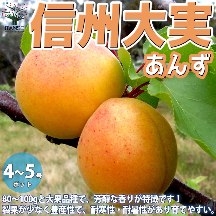 あんずの苗木 信州大実 果樹の苗木 12 15cmポット 1個売り 果樹 果物 栽培 趣味 園芸 ガーデニング 送料無料 Nae 野菜苗 植物 青果物販売のitanse 通販 Yahoo ショッピング