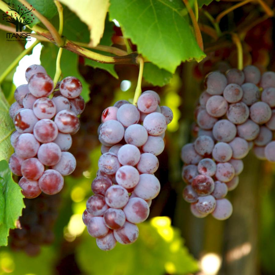 ぶどうの苗 デラウェア 果樹の苗木 12 15cmポット 1年生 挿木苗 1個売り 果樹 果物 栽培 趣味 園芸 ガーデニング 送料無料 Nae 野菜苗 植物 青果物販売のitanse 通販 Yahoo ショッピング