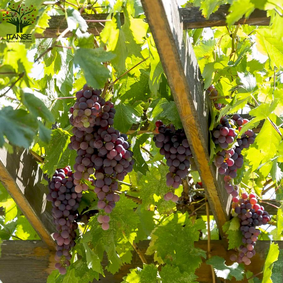 ぶどうの苗 デラウェア 果樹の苗木 12 15cmポット 1年生 挿木苗 1個売り 果樹 果物 栽培 趣味 園芸 ガーデニング 送料無料 Nae 野菜苗 植物 青果物販売のitanse 通販 Yahoo ショッピング