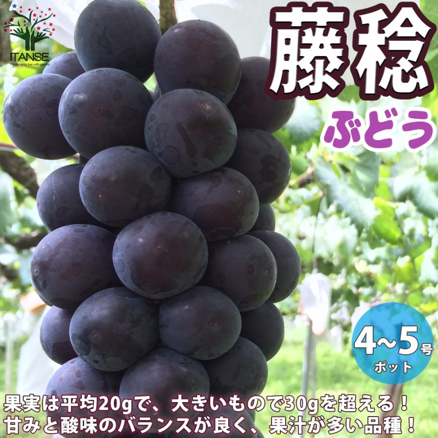 ぶどうの苗 藤稔 フジミノリ 果樹の苗木 12 15cmポット 1年生 挿木