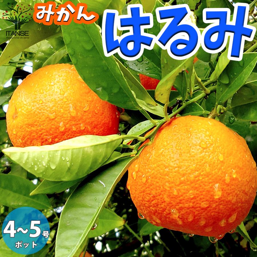 ITANSE みかんの苗木 はるみ 果樹の苗木 12〜15cmポット 1年生 接木苗