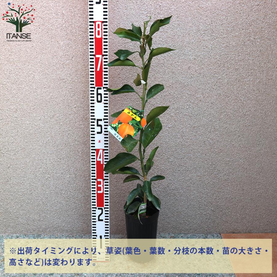ITANSE みかんの苗木 はるみ 果樹の苗木 12〜15cmポット 1年生 接木苗