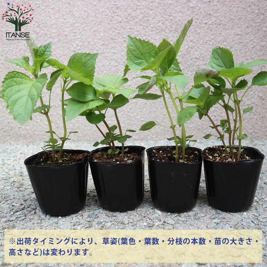 ITANSE しその苗 青じそ 野菜の苗 7.5cmポット 8個セット 人気 送料