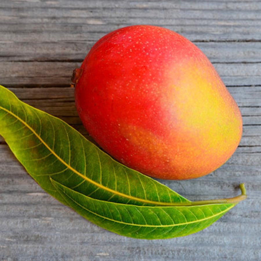 ITANSE マンゴーの苗木 アーウィン 果樹の苗木 接木苗(台木ドマンゴー