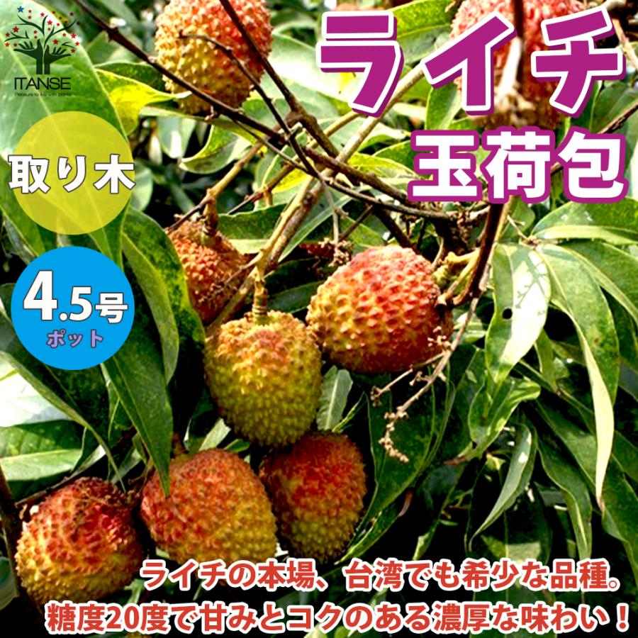 ITANSE ライチの苗木 玉荷包(ぎょくかほう) 果樹の苗木 取り木苗 ITANSE ライチの苗木 玉荷包(ぎょくかほう) 果樹の苗木 取り木苗