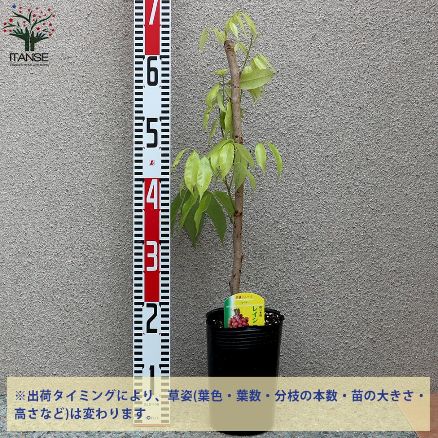 ライチ苗 コクヨウ【接木】黒葉ライチ