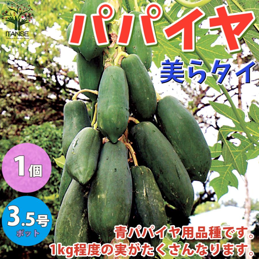 パパイヤの苗 美らタイ チュラタイ 果樹の苗木 10 5cm 1個売り 果樹 果物 栽培 趣味 園芸 ガーデニング 送料無料 Nae 野菜苗 植物 青果物販売のitanse 通販 Yahoo ショッピング