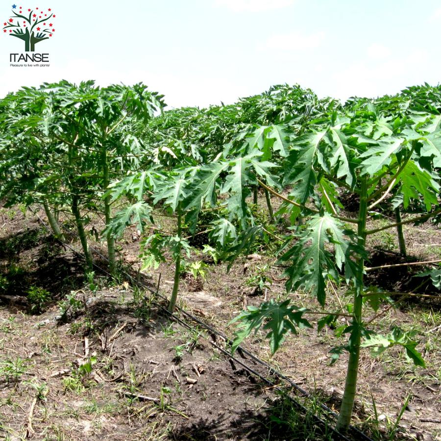 パパイヤ 苗 昊青 コウセイ ポット苗 青パパイヤ パパイヤの木 熱帯植物 トロピカルフルーツ 常緑 苗木 果樹 果樹苗 爆買い