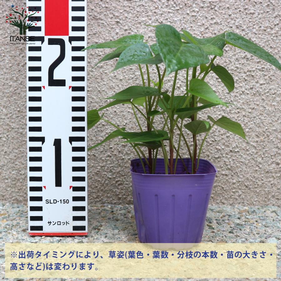 ITANSE さつまいもの苗 紅あずま (べにあずま) つる取り用さつまいも苗