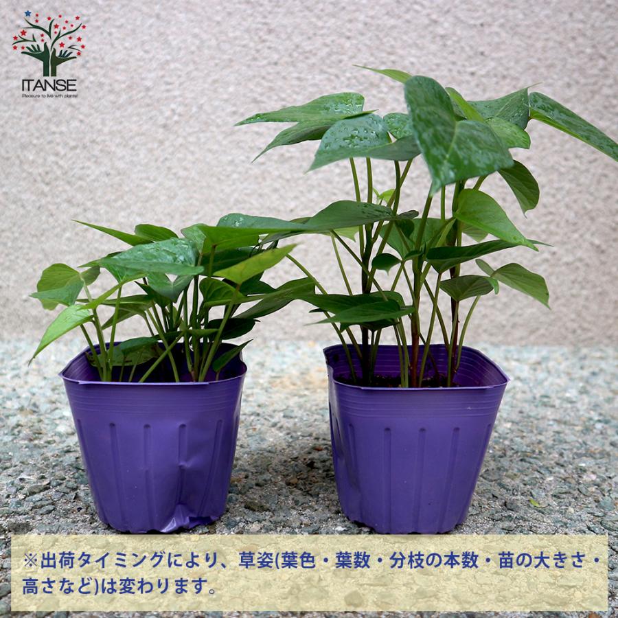 ITANSE さつまいもの苗 紅あずま (べにあずま) つる取り用さつまいも苗