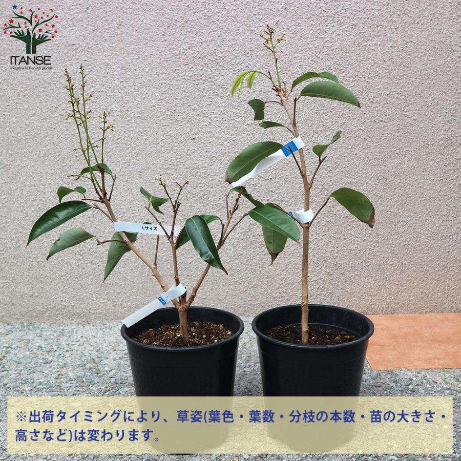 ITANSE ライチの苗木 篤姫 Mサイズ 樹高40cm程度 果樹の苗木 2〜3年生