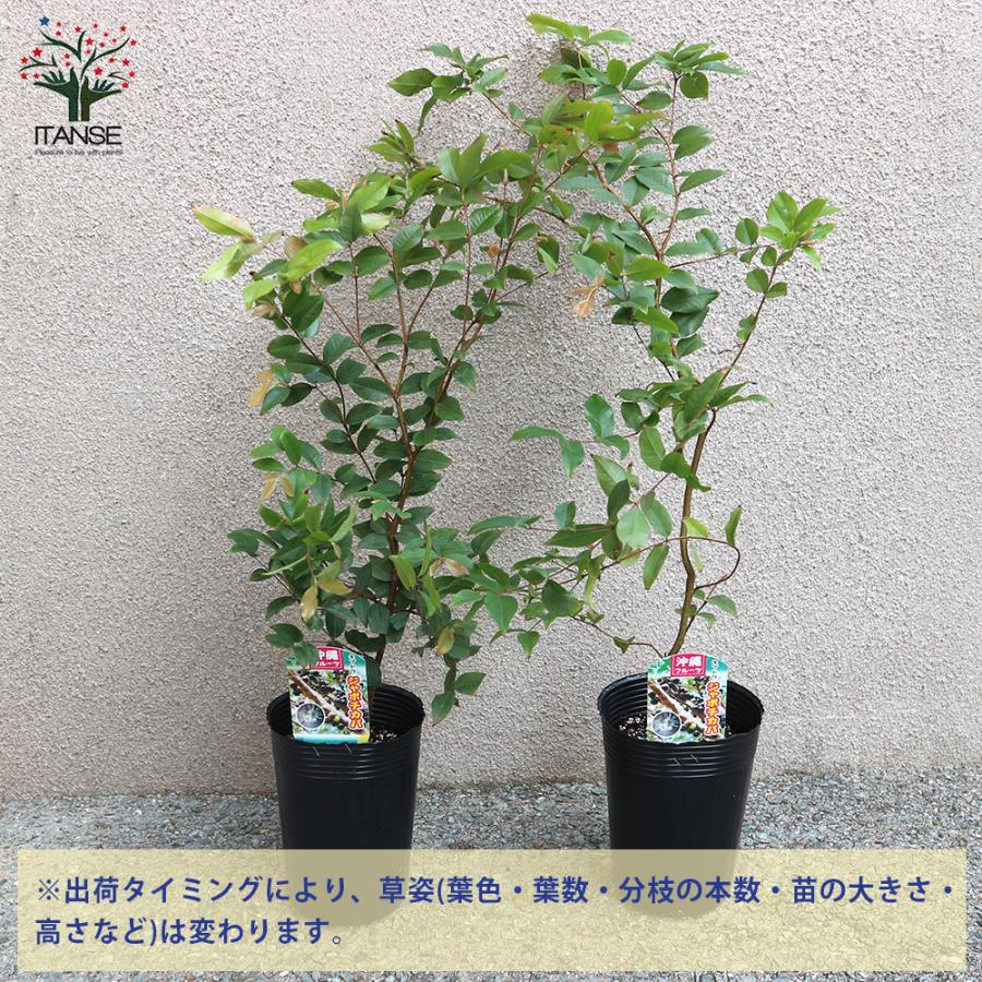 ITANSE ジャボチカバの苗木 熱帯果樹 果樹の苗木 13.5cmセミロングPOT