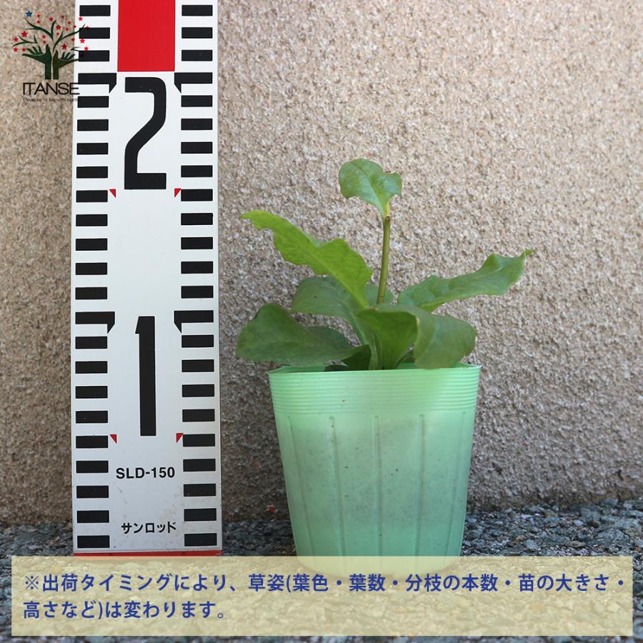 ITANSE オカワカメの苗 長生百薬 野菜の苗 9cmポット お買い得8個
