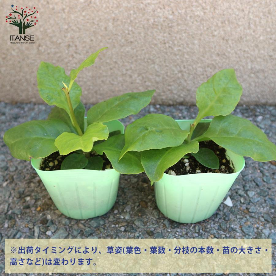 ITANSE オカワカメの苗 長生百薬 野菜の苗 9cmポット お買い得8個