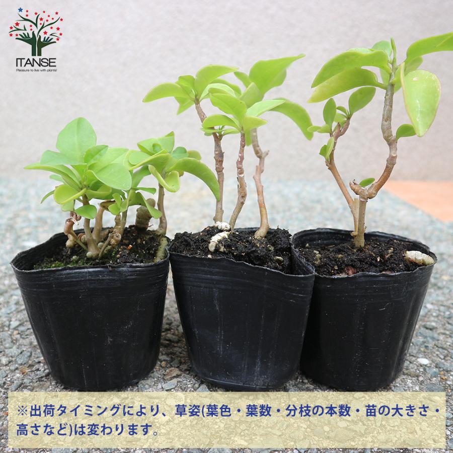 ITANSE オカワカメの苗 長生百薬 野菜の苗 9cmポット お買い得8個