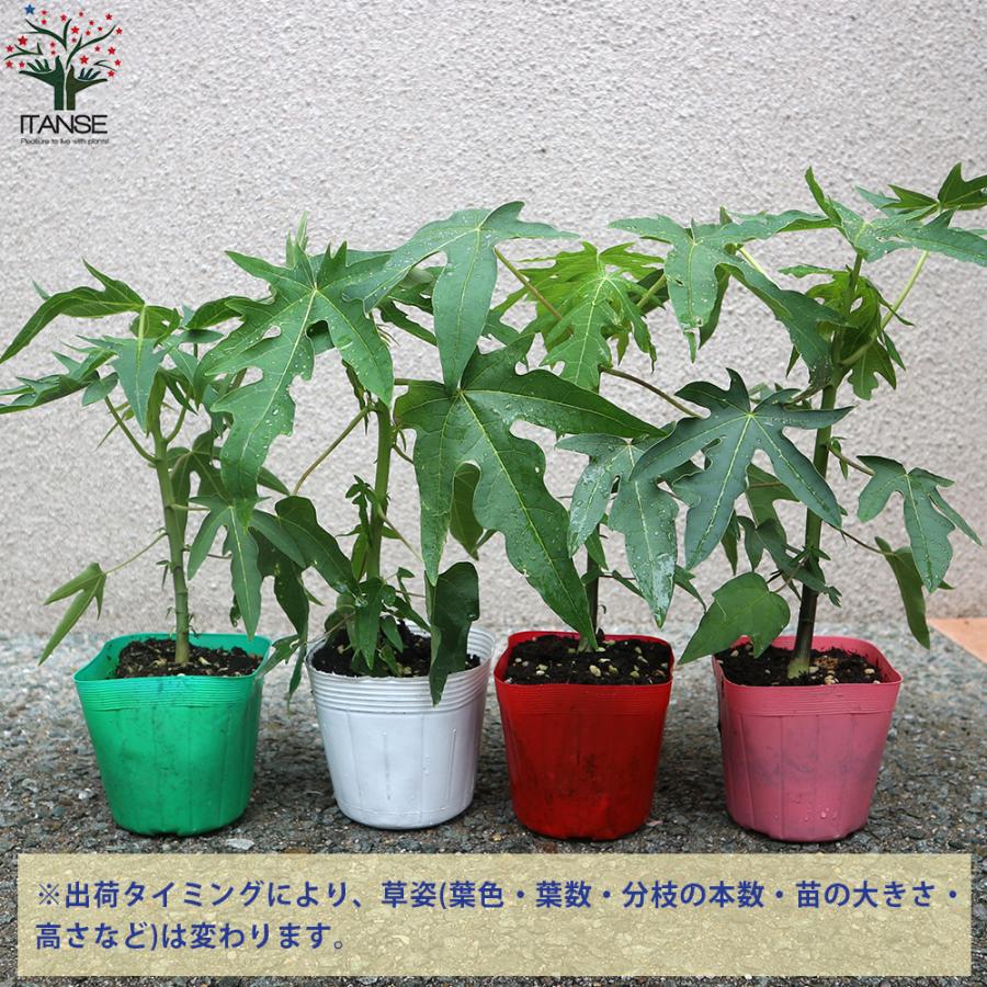 ITANSE パパイヤの苗 4品種各1個セット(レッドバレル、天煌