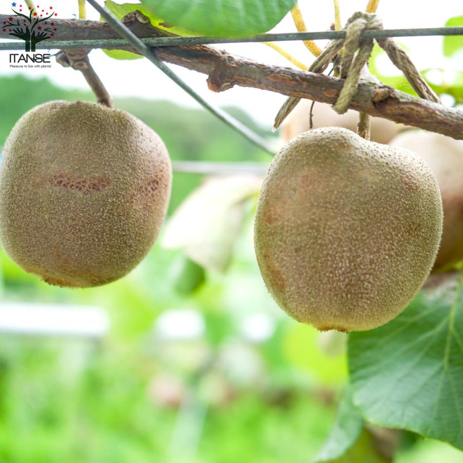 注目ショップ 12cmポット苗 キウイ 苗 黄実メス キウイフルーツ 苗木 アップルキウイ 果樹