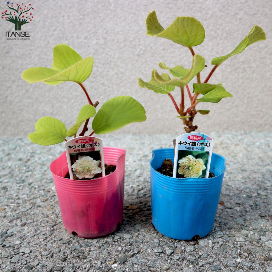 専用ページキウイの苗木3本セット ITANSE 美味しいキウイの苗木 雄雌セット 雄木1本/雌木2本(合計3本