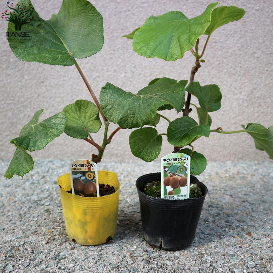 ITANSE 美味しいキウイの苗木 雄雌セット 雄木1本/雌木2本(合計3本