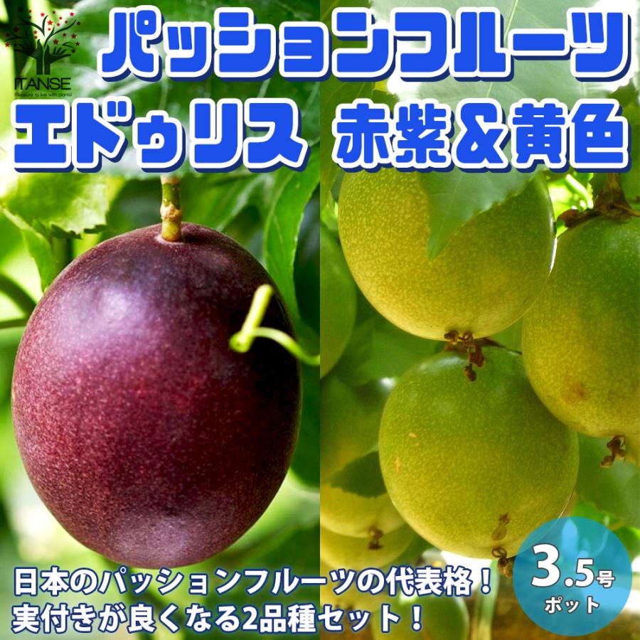 パッションフルーツの苗 紫と黄色セット エドゥリス赤紫1個黄1個 合計2個 果樹の苗木 10 5cm お買い得2個セット 送料無料 Nae 野菜苗 植物 青果物販売のitanse 通販 Yahoo ショッピング