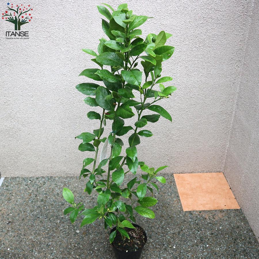 レモン大苗木 楽天市場】2025.11月実付き【人気商品】大苗（特大サイズ）レモンの木