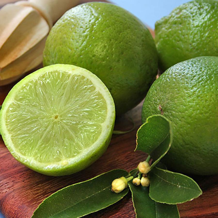 ITANSE 四季成り レモンの苗木 サイパンレモン 今年から実がなる率が