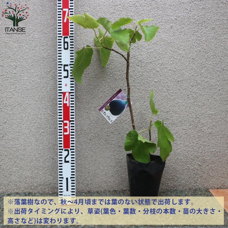 ITANSE イチジクの苗木 ビオレソリエス 果樹の苗木 12〜15cm 1個売り