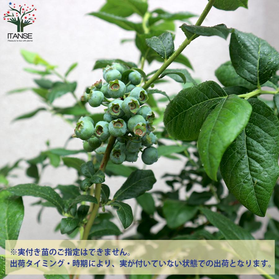 最適な価格 ブルーベリーの苗木 ブルークロップ 果樹の苗木 挿し木大苗 8号ポット 1個売り 果樹 果物 栽培 趣味 園芸 ガーデニング 送料無料 国内最安値 Agwauk Com