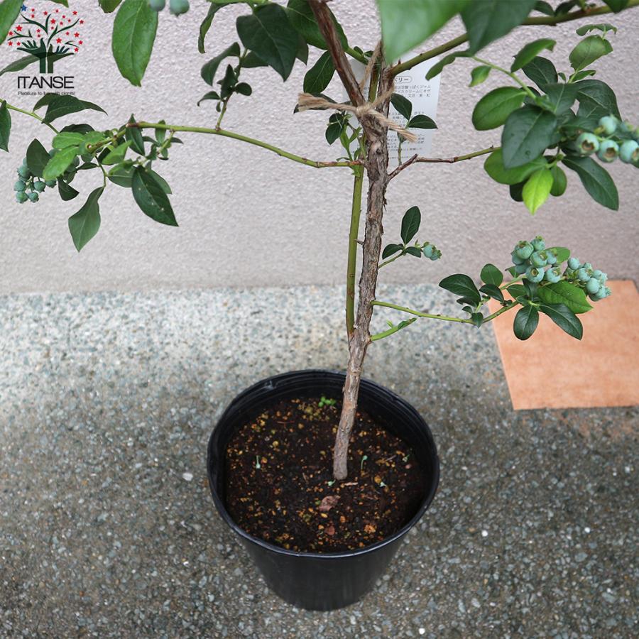 安心の定価販売 ブルーベリーの苗木 ブルークロップ 果樹の苗木 挿し木大苗 8号ポット 1個売り 果樹 果物 栽培 趣味 園芸 ガーデニング 送料無料 期間限定特価 Eelstien Com