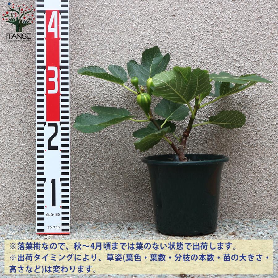 ITANSE イチジクの苗木 ゼブラスイート 秋果専用 果樹の苗木 5号鉢 1個