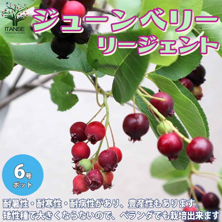 ジューンベリーの苗木 リージェント 矮性品種 成木でも150cm程とコンパクト 果樹の苗木 6号鉢 1個売り 送料無料 Nae 野菜苗 植物 青果物販売のitanse 通販 Yahoo ショッピング