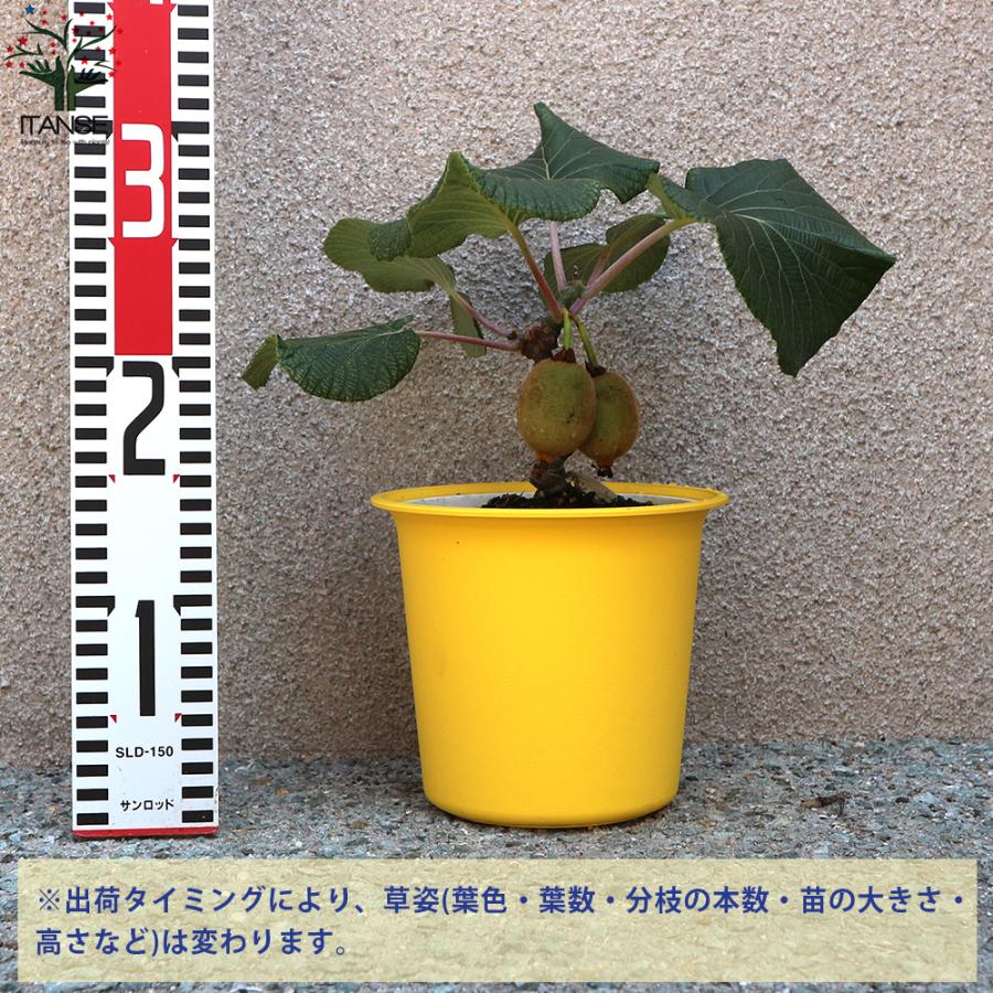 ITANSE キウイの苗木 雌木 スーパーゴールド 果樹の苗木 5号鉢 1個
