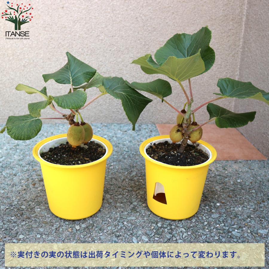 ITANSE キウイの苗木 雌木 スーパーゴールド 果樹の苗木 5号鉢 1個