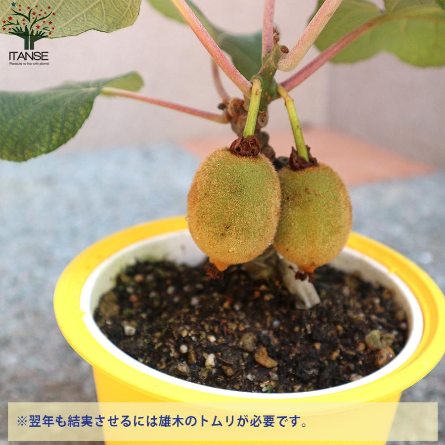ITANSE キウイの苗木 雌木 スーパーゴールド 果樹の苗木 5号鉢 1個