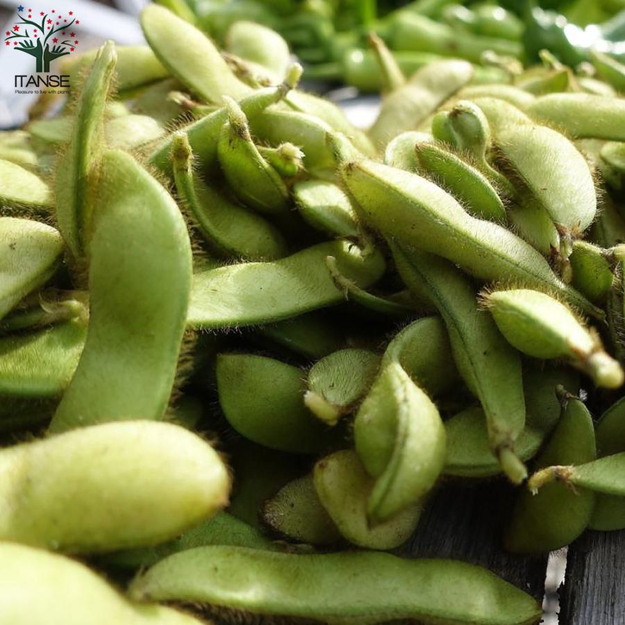 枝豆の苗 食欲そそる香りとコク茶豆 茶枝豆 野菜の苗 10 5cmポット お買い得3個セット 人気 家庭菜園 簡単栽培 収穫 送料無料 Nae 野菜苗 植物 青果物販売のitanse 通販 Yahoo ショッピング