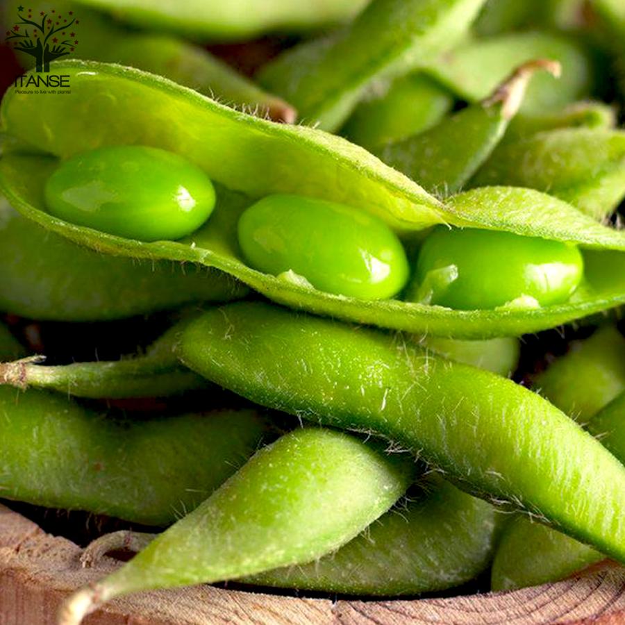ITANSE 枝豆の苗 極旨大粒枝豆 極早生で多収穫の枝豆 野菜の苗 10.5cm